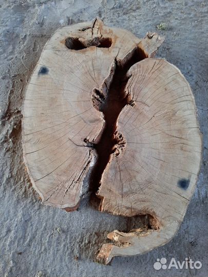 Поперечный спил дуба