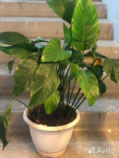 Комнатные растения, большие