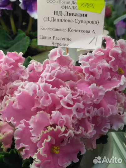 Сортовые фиалки.Комнатные цветы