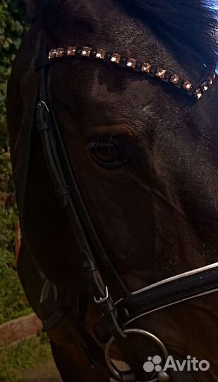 Налобники для лошади