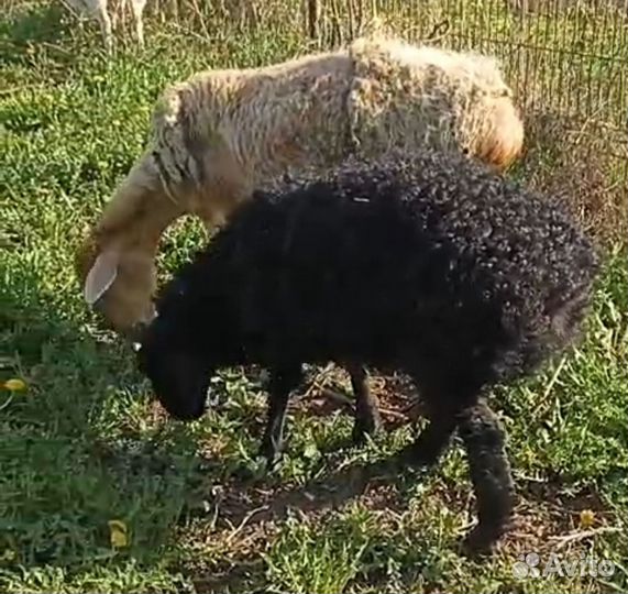 Эдельбаевская +Гиссар