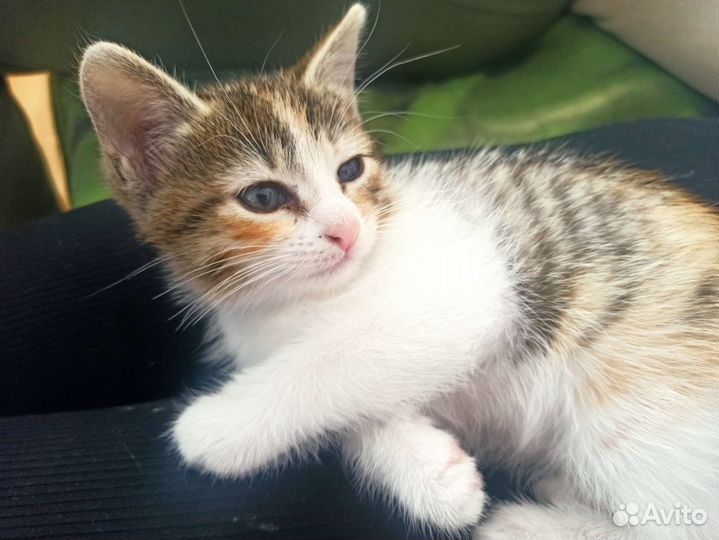 Котенок