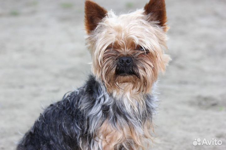 Вязка йоркширский терьер кабель