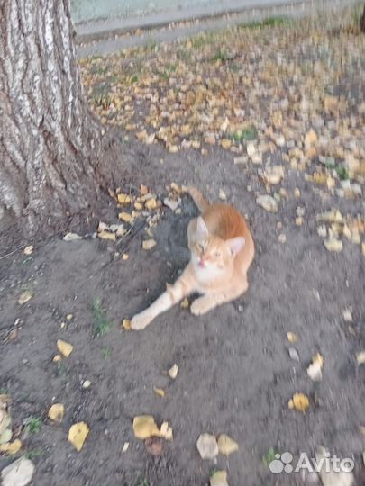 Рыжий котёнок