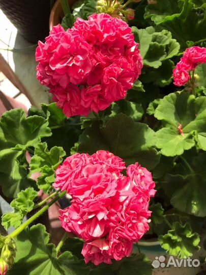 Пеларгония