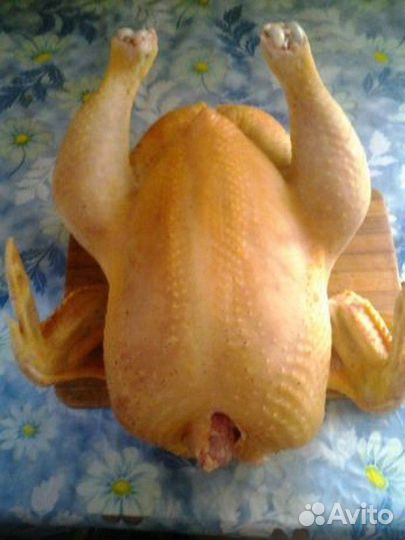 Куры бройлеры тушки мясо
