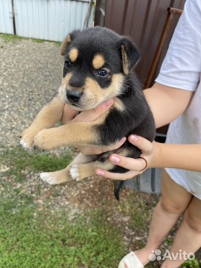 Щенок двортерьер