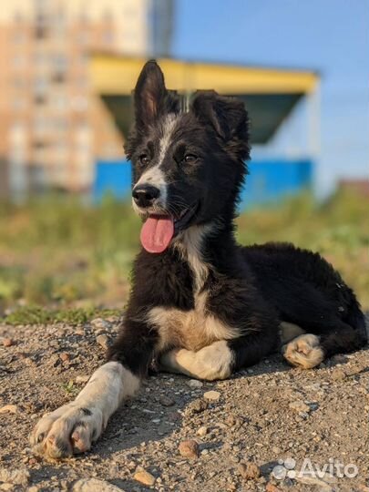 Собака в добрые руки