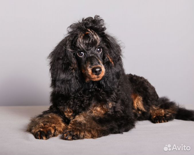 Щенок карликового пуделя