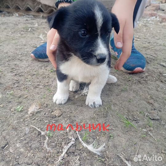 В добрые руки