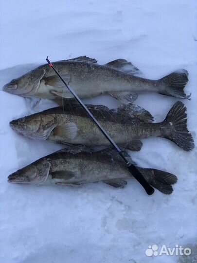 Рыбалка с Panoptix на Рыбинском Водохранилище