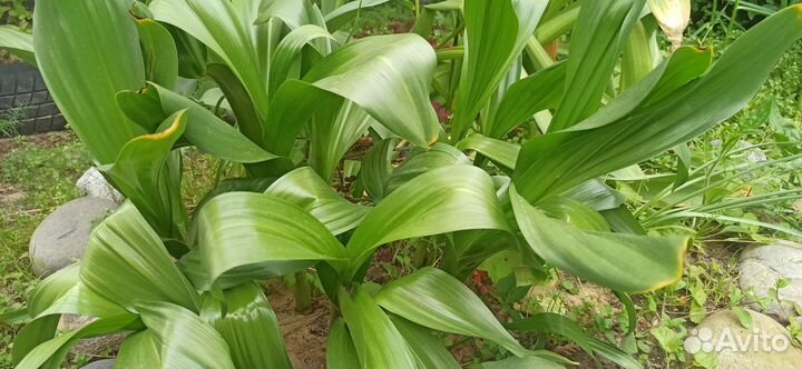 Рассада, саженцы многолетников