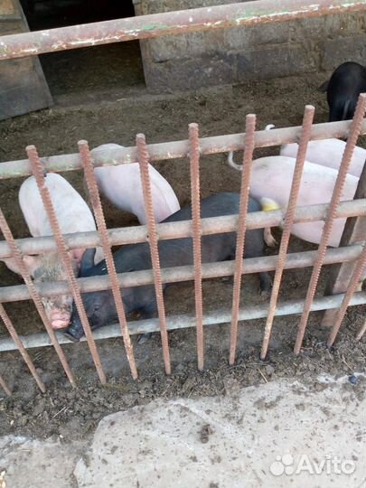 Продаются 2-ух месячные поросята,мясной породы