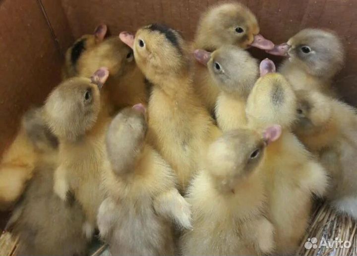 Цыплята