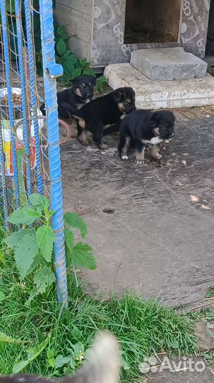 Щенки в добрые руки отдам бесплатно