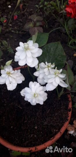 Садовые многолетники растения