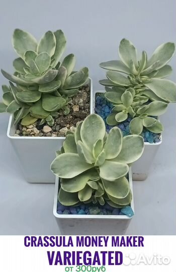 Суккуленты 3