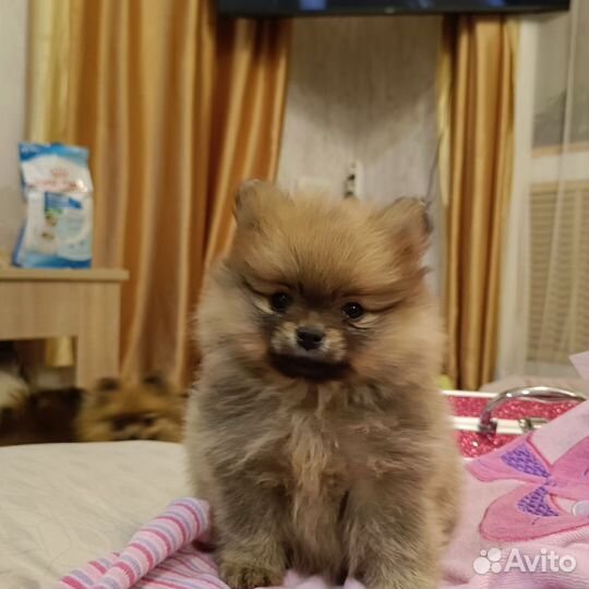 Померанский шпиц мини медвежьего типа