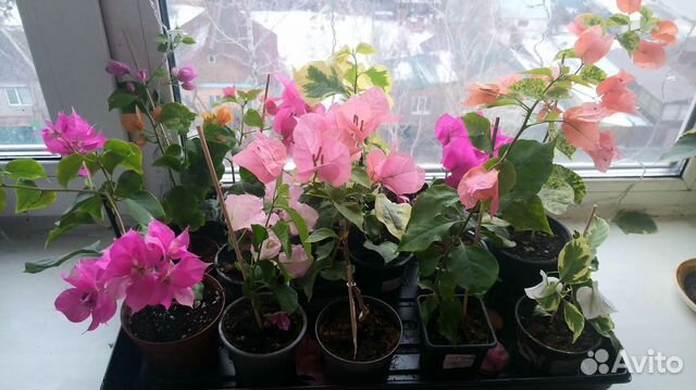 Цветущие черенки бугенвиллий