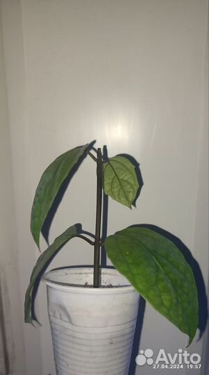 Клеродендрум томпсон