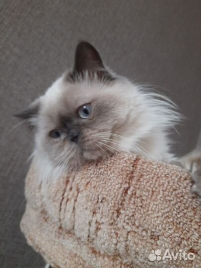 Вязка кошек