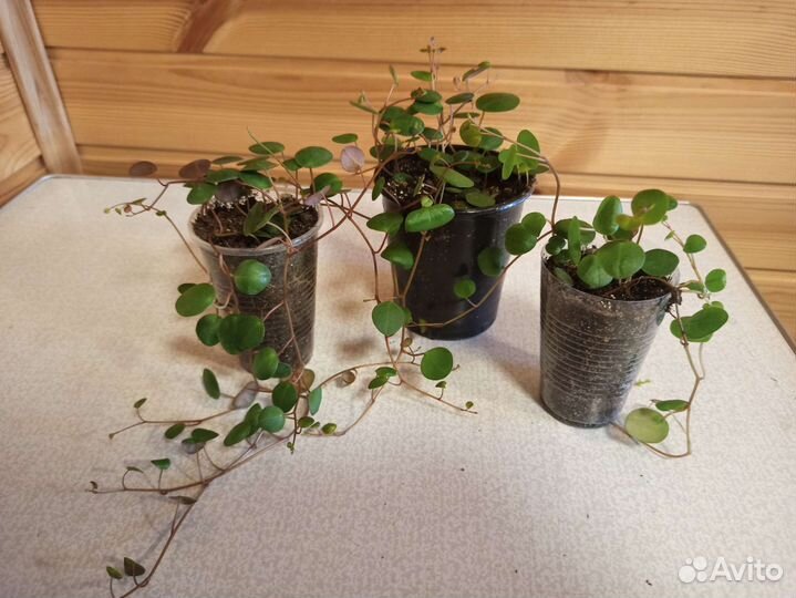 Пеперомия Пепперспот и пеперомия Изабелла