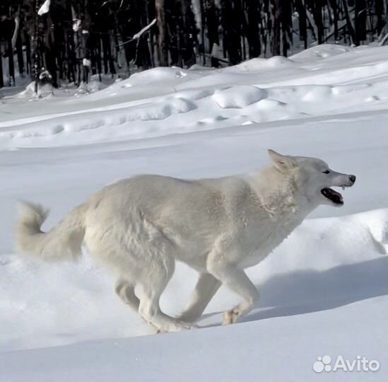 Щенки от рабочих охотничьих всл
