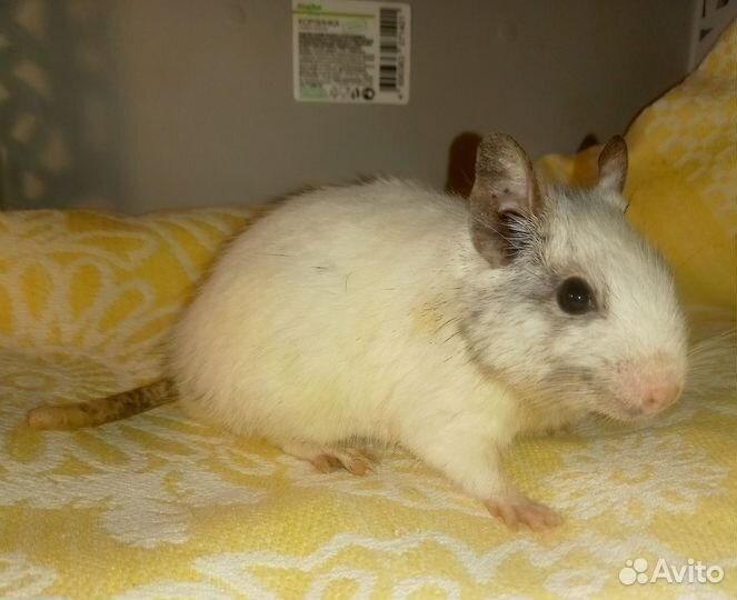 Цветные белки дегу