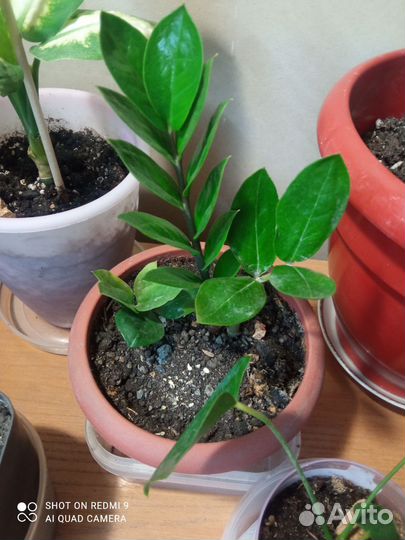 Спатифиллум