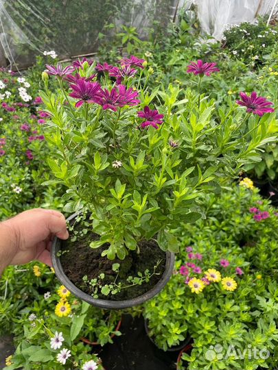 Остеоспермум