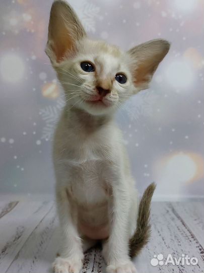 Ориентальные котята