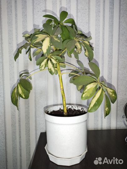 Комнатные цветы шефлера