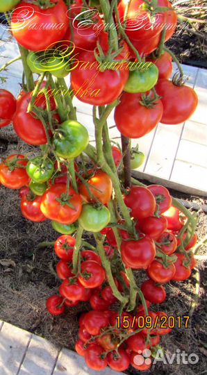 Семена. Старые семейные сорта томатов