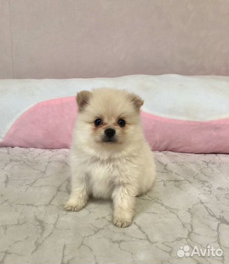 Щенки шпица