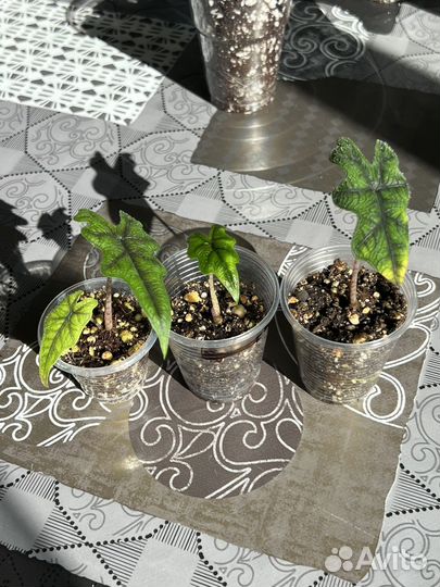 Алоказии жаклин, ниндзя, нью гвинея и т.д