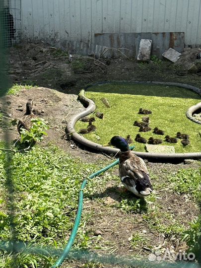 Утки подсадные для охоты