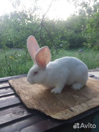 Белый ризен