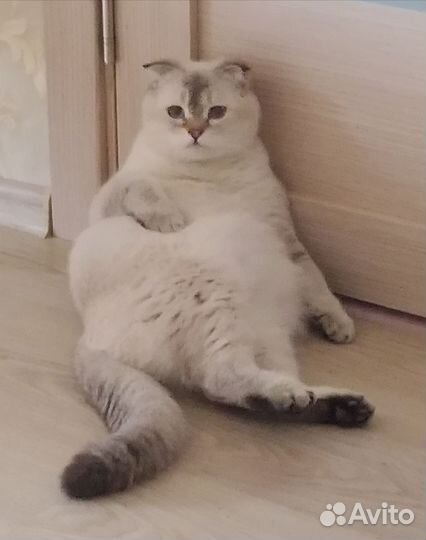 Котята и вязка