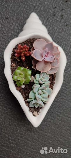 Суккуленты микс в горшочках