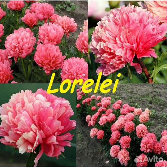 Пион Лорелей