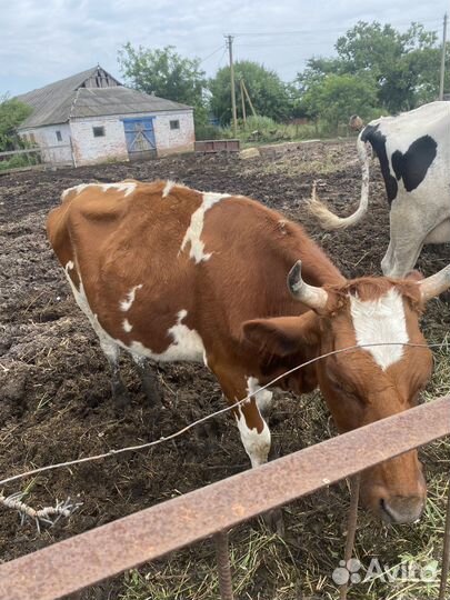 Айширская корова