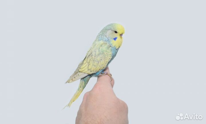 Ввп чех (Выставочные волнистые попугаи). Выкормыши