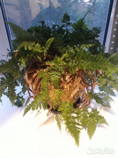 Папоротник Давалия(Зайчьи лапки)