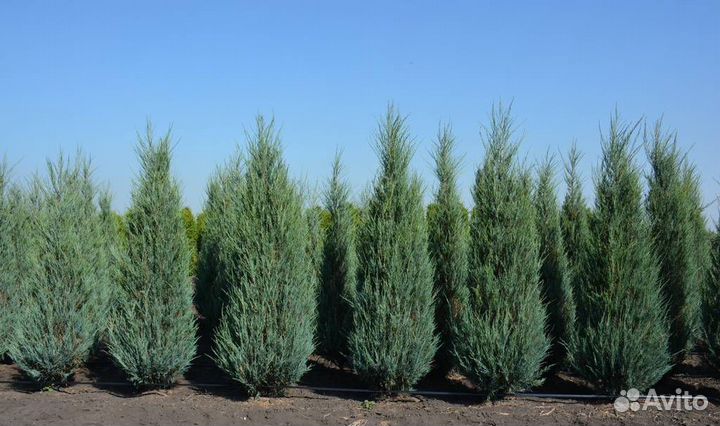 Можжевельник скальный скайрокет