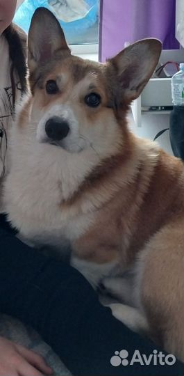 Вельшкорги вязка