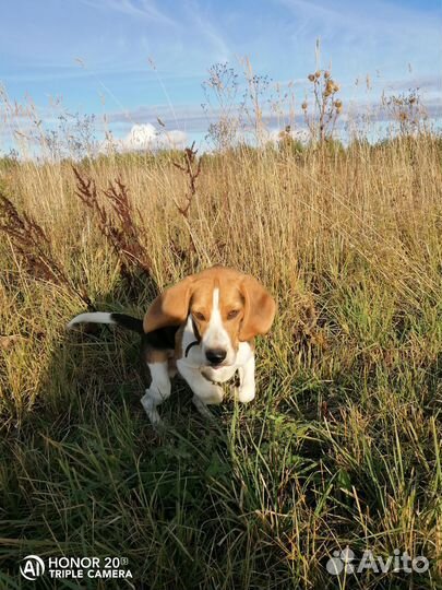 Бигль вязка