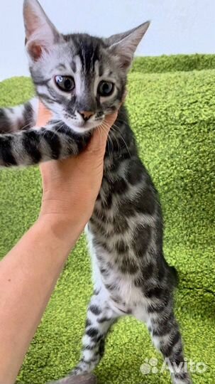 Бенгальский котенок