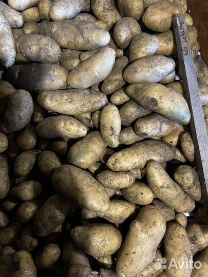 Семенной картофель сортовой