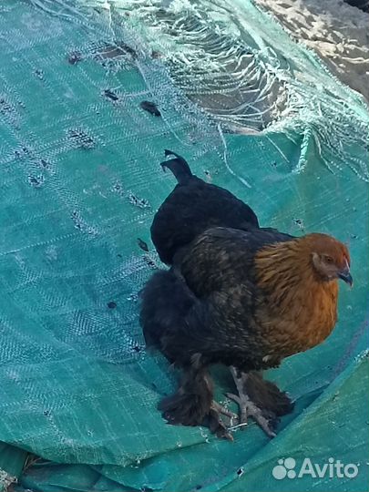 Петух и куры