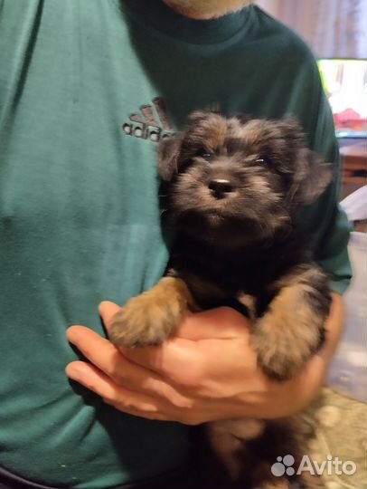 Собака в добрые руки отдам бесплатно